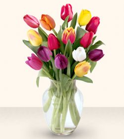  Kars online çiçekçi , çiçek siparişi  13 adet cam yada mika vazoda laleler