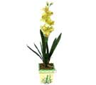 Özel Yapay Orkide Sari  Kars online çiçek gönderme sipariş 