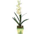 Özel Yapay Orkide Beyaz   Kars çiçek siparişi vermek 