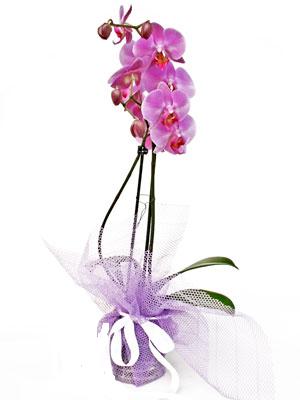  Kars çiçek , çiçekçi , çiçekçilik  Kaliteli ithal saksida orkide