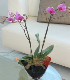 Kars kaliteli taze ve ucuz çiçekler  tek dal ikili orkide saksi çiçegi