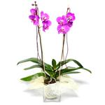  Kars hediye sevgilime hediye çiçek  Cam yada mika vazo içerisinde  1 kök orkide