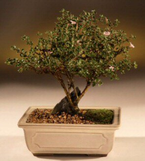 ithal bonsai saksi çiçegi  Kars çiçek siparişi sitesi 