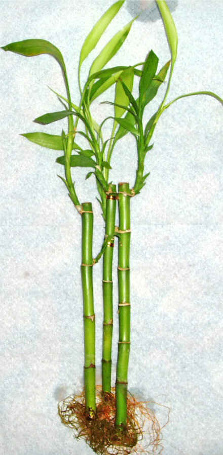 Lucky Bamboo 3 adet vazo hediye edilir   Kars iek yolla 
