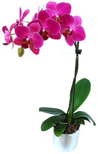  Kars kaliteli taze ve ucuz çiçekler  saksi orkide çiçegi