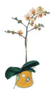  Kars çiçek gönderme sitemiz güvenlidir  Phalaenopsis Orkide ithal kalite