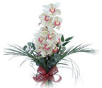  Kars güvenli kaliteli hızlı çiçek  Dal orkide ithal iyi kalite
