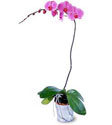  Kars çiçek gönderme  Orkide ithal kaliteli orkide 