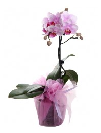 1 dal pembe orkide saksı çiçeği  Kars internetten çiçek satışı 