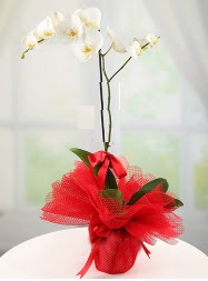 1 dal beyaz orkide saksı çiçeği  Kars internetten çiçek siparişi 