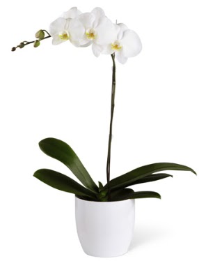 1 dallı beyaz orkide  Kars çiçek satışı 