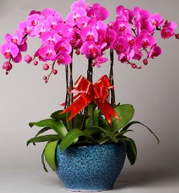 7 dallı mor orkide  Kars hediye çiçek yolla 