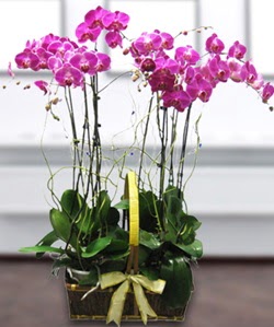4 dallı mor orkide  Kars çiçekçiler 