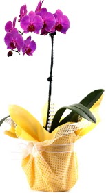  Kars güvenli kaliteli hızlı çiçek  Tek dal mor orkide saksı çiçeği