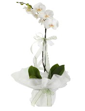 1 dal beyaz orkide iei  Kars nternetten iek siparii 