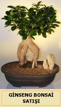 İthal Ginseng bonsai satışı japon ağacı  Kars güvenli kaliteli hızlı çiçek 