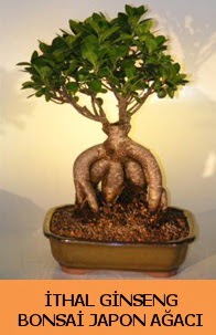 İthal japon ağacı ginseng bonsai satışı  Kars cicek , cicekci 