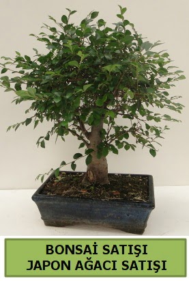 Minyatr bonsai japon aac sat  Kars cicekciler , cicek siparisi 