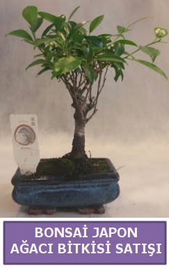 İthal Bonsai japon ağacı bitkisi satışı  Kars cicek , cicekci 