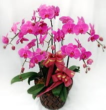 Sepet içerisinde 5 dallı lila orkide  Kars çiçek servisi , çiçekçi adresleri 