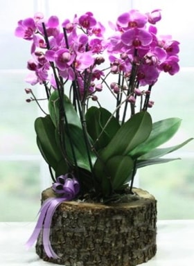 Kütük içerisinde 6 dallı mor orkide  Kars çiçek servisi , çiçekçi adresleri 