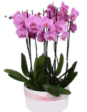 Beyaz seramik içerisinde 7 dallı mor orkide  Kars anneler günü çiçek yolla 
