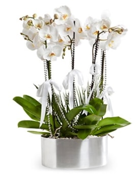Beş dallı metal saksıda beyaz orkide  Kars uluslararası çiçek gönderme 