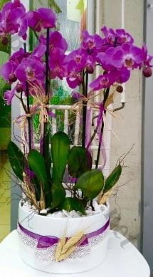 Seramik vazoda 4 dallı mor lila orkide  Kars çiçek gönderme sitemiz güvenlidir 