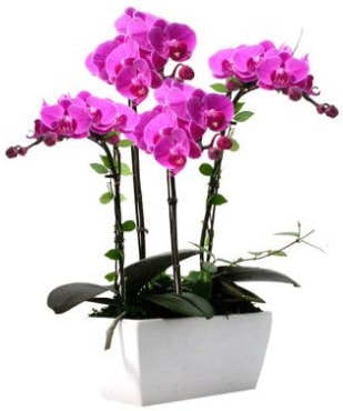 Seramik vazo içerisinde 4 dallı mor orkide  Kars hediye sevgilime hediye çiçek 