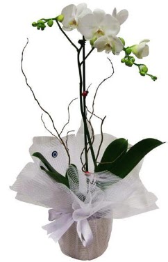Tek dallı beyaz orkide  Kars çiçek yolla 