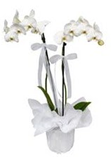 2 dallı beyaz orkide  Kars çiçekçiler 