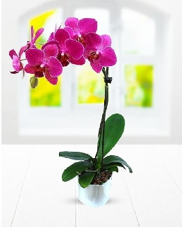 Tek dallı mor orkide  Kars hediye sevgilime hediye çiçek 