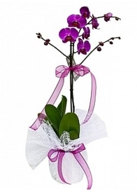 Tekli Mor Orkide  Kars uluslararası çiçek gönderme 