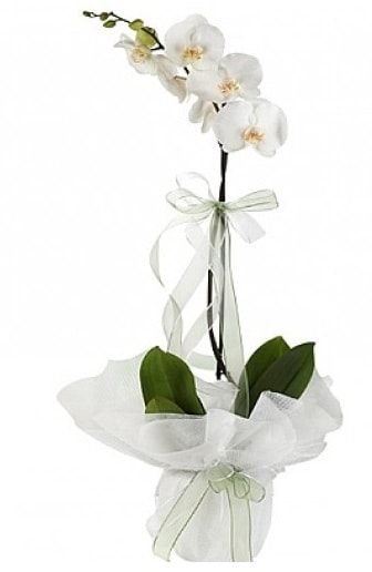 Tekli Beyaz Orkide  Kars çiçek mağazası , çiçekçi adresleri 