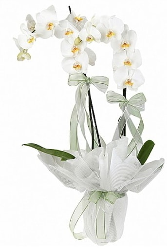 Çift Dallı Beyaz Orkide  Kars çiçek , çiçekçi , çiçekçilik 