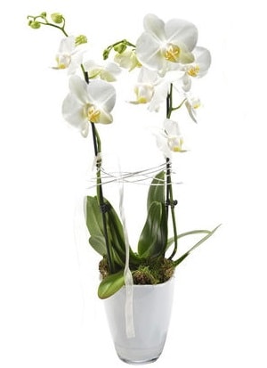 2 dallı beyaz seramik beyaz orkide saksısı  Kars cicekciler , cicek siparisi 