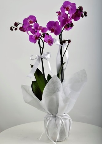 Çift dallı saksıda mor orkide çiçeği  Kars İnternetten çiçek siparişi 