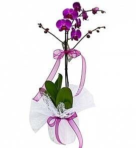 Tek dallı saksıda ithal mor orkide çiçeği  Kars online çiçekçi , çiçek siparişi 