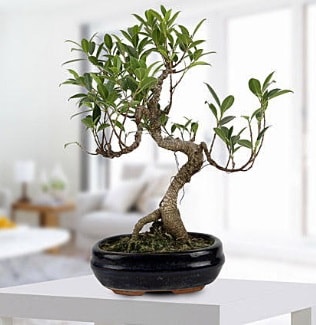 Gorgeous Ficus S shaped japon bonsai  Kars internetten çiçek siparişi 