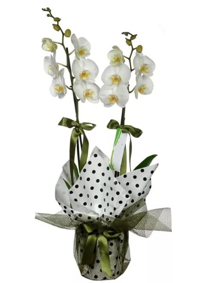 Çift Dallı Beyaz Orkide  Kars çiçek satışı 