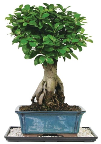 Bonsai Ginsing Grafted Ficus Bonsai  Kars uluslararası çiçek gönderme 